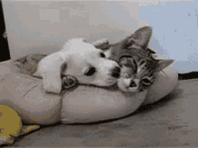 Cats Dogs GIF