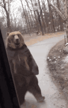 Bear Walking GIF