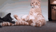 スコティッシュフォールド Cat Meow GIF - Scottish Fold Cat Meow GIFs