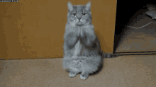 Cat Wtf GIF - Cat Wtf What The Fuck Are You Doing GIFs