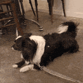 a black and white dog is laying down on the floor