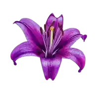 a purple flower with a yellow center is against a white background