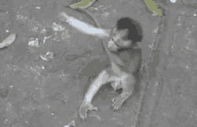 Monkey Hug GIF - Monkey Hug Kavusma GIFs