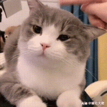 Dimden Cute Cat GIF