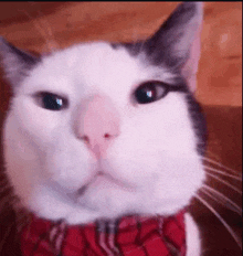 a close up of a white and black cat wearing a red plaid bow tie .