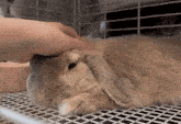 a person is petting a rabbit that is laying on a cage .