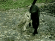 Funny Animals Owls GIF - Funny Animals Owls Cats GIFs