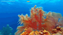 Ocean Sea GIF - Ocean Sea Plants GIFs