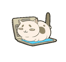 wico cat cat laptop sit lazy