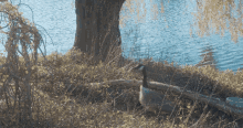 Bigfoot Goose GIF - Bigfoot Goose GIFs