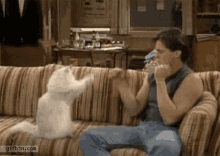 Boxing Fight GIF - Boxing Fight Cat GIFs