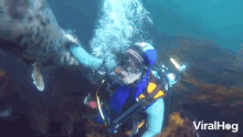 Snorkeling Scuba Diving GIF - Snorkeling Scuba Diving Under The Sea GIFs