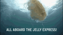 jellies allaboard jellyexpress