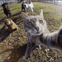 Cat Selfie For Pfp Awesome Cats GIF - Cat Selfie For Pfp Cat Selfie Awesome Cats GIFs
