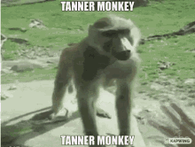 Tanner Monkey GIF - Tanner Monkey GIFs