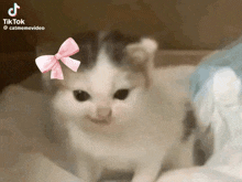 a cat with a pink bow on its head is on a tik tok video