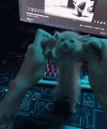 Kitty Dance Cat Dance GIF - Kitty Dance Cat Dance Kitty Silly GIFs