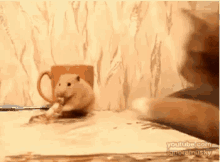 Hamster Cat GIF - Hamster Cat Unlikely Friends GIFs