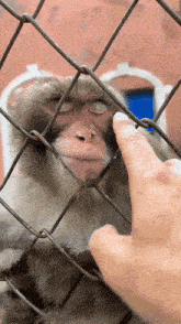 a person petting a monkey behind a fence