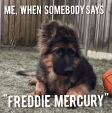 Freddie Freddie Mercury GIF - Freddie Freddie Mercury When Someone Says Freddie GIFs