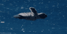 Get Me Outta Here GIF - Sea Turtle Swim Swimming GIFs