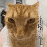 Cat Twitch GIF