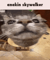 a close up of a cat 's face with the words anakin skywalker written above it