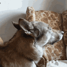 Pranko Prankothewolfdog GIF - Pranko Prankothewolfdog Wolfdog GIFs