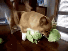 Dog Eating GIF - Dog Eating Cabbage GIFs