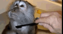 Ape Chill GIF - Ape Chill Monkey GIFs