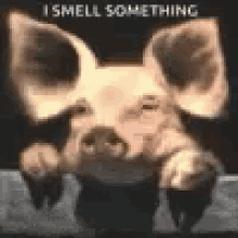 Pig Smell Something GIF - Pig Smell Something GIFs