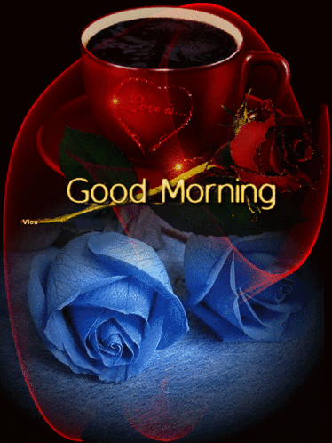 Good morning rose photo discount