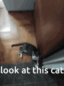 Look At This Cat GIF - Look At This Cat Axel The Cat GIFs