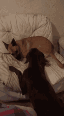 Fight Dogs GIF