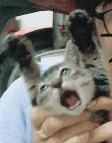a person is holding a kitten with its mouth open in their arms .
