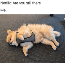 a pomeranian dog wearing a harness is laying on its back with a caption that says netflix are you still there me