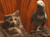 Hoecat Cat GIF - Hoecat Cat Bird GIFs