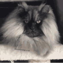 Cat Juno The Hungry Cat GIF - Cat Juno The Hungry Cat Grumpy GIFs