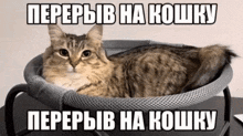 a cat is laying in a gray basket with a caption in russian