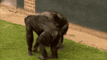 a couple of black monkeys standing on a grassy field