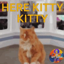 Here Kitty Kitty GIF - Here Kitty Kitty Come Kitty GIFs