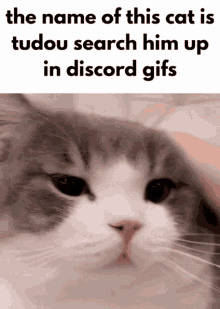 Tudou The Name Of This Cat Is GIF - Tudou The Name Of This Cat Is Cat GIFs