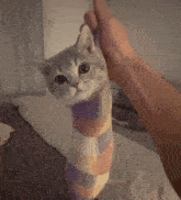 Cat Sock Worm GIF