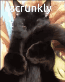 Black Cat GIF - Black Cat Hug GIFs