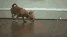Puppy Plays With Bubles GIF - Dogs Bubble Slow Mo GIFs
