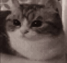 a close up of a cat looking at the camera in a black and white photo .