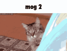 mog2 mog theuben cat funny cat