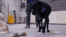 limping laci national geographic wizard of paws a dog tries on a prosthetic leg