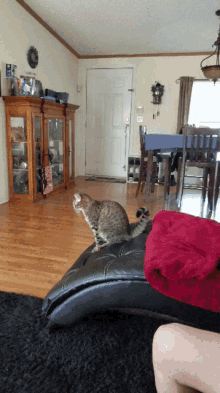 Slide Cat GIF