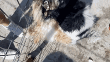 Dog Fight GIF - Dog Fight Angry GIFs